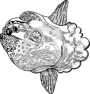 Moonfish or molamola fish - ink drawing. Vector illustration