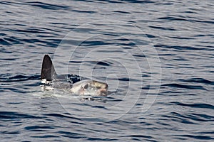 Moonfish outside water while eating jellyfish