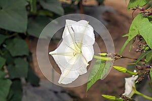 Moonflower. photo