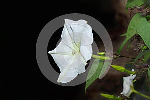 Moonflower. photo