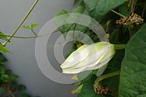 Moonflower (Ipomoea alba L.). Edible flower.