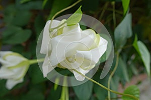 Moonflower (Ipomoea alba L.). Edible flower.