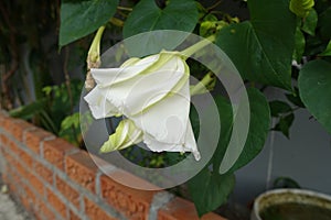 Moonflower (Ipomoea alba L.). Edible flower.