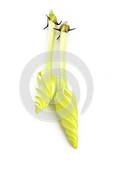 Moonflower on white background photo