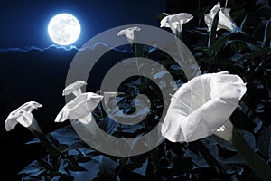 Moonflowers Illuminated At Night By A Bright Full Blue Moon