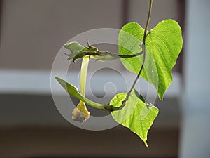 Moonflowers or Ipomoea alba and leaves hanging down from the trees.