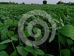 Moong plant stock image