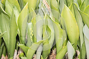 Moonglow plants in the garden