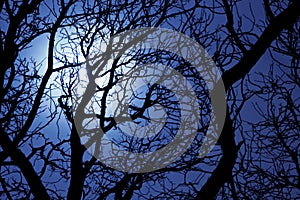 Moonlight through branches of a tree