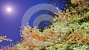 Moonlight and cherry blossoms in Wakayama castle park in Wakayama, Japan