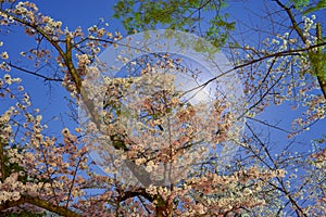 Moonlight and cherry blossoms in Wakayama castle park in Wakayama, Japan