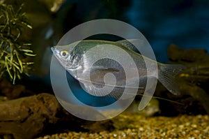 Moonlight gourami swimming in an aquarium