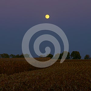 Moonlight at Harvest Time