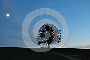 Moonlight landscape with single tree