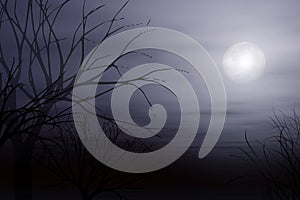 Moonlight Mist and Tree Background