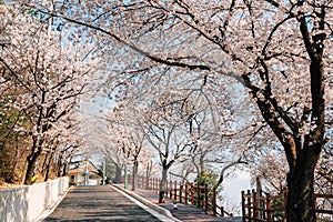 Moonlight Ssamji park cherry blossoms road in Miryang, Korea