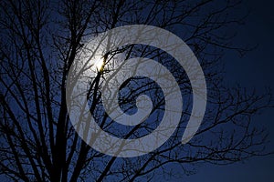 Moonlight in a tree