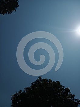 Moonlight tree twilight