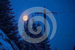 Moonlit Dawn Among Winter Pines