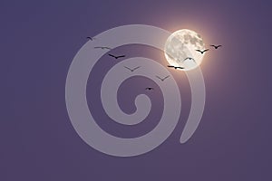 Moonlit Migration