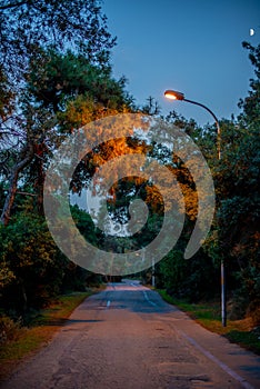 Moonlit Road with Illuminated Trees