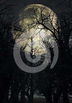 Moonlit sky with spooky trees