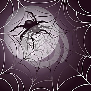 Moonlit Spider and Web