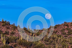 Moonrise over desert. Full moon, blue sky in background. Hill, Saguaro cactus in Foreground.