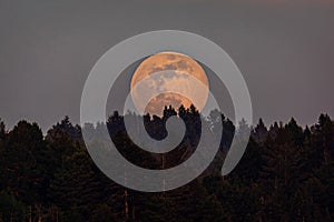 Moonrise Over a Northern California Forest, Trinidad, California