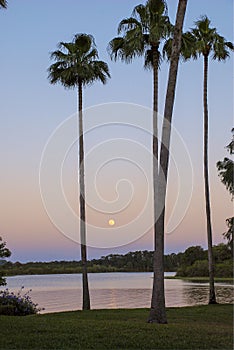 Moonrise and palm trees at Sunset