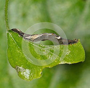 Moonseed Caterpillar (Plusiodonta compressipalpis) eating leaves from a vine in Houston, TX USA.