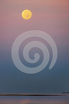 Moonset with pink sky photo