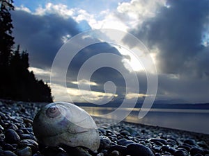 Moonshell on beach