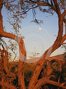 Moonshine Desert In Tree Branch