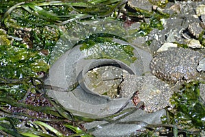 Moonsnail egg ring and seaweed