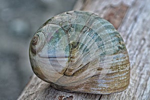 Moonsnail shell on a log