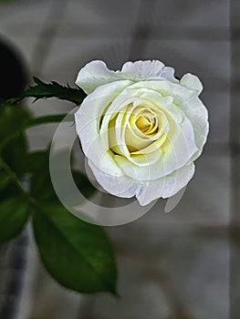 Moonstone Rose,brightness white cream color.The Clairvoyant petals of fortune teller