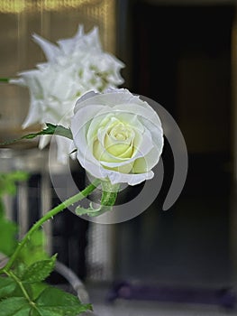 Moonstone Rose,brightness white cream color.The Clairvoyant petals of fortune teller