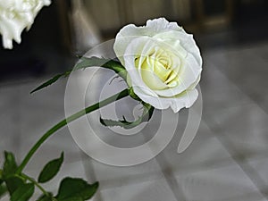 Moonstone Rose,brightness white cream color.The Clairvoyant petals of fortune teller photo