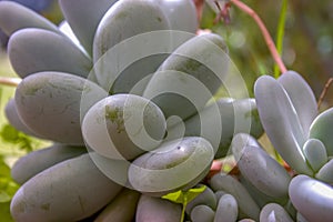 Moonstone succulent plant leaves in a garden