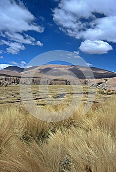 Moor on Altiplano in Bolivia,Bolivia