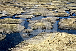 Moor on Altiplano in Bolivia,Bolivia