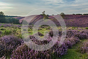 Moor in Bloom photo