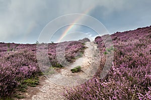 Moor in Bloom photo