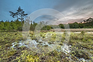 Moor fen in nature reserve photo