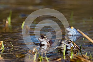 Moor frog