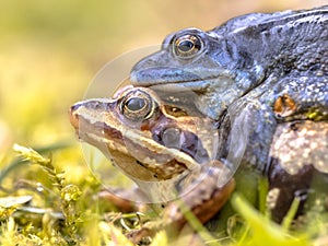 Moor frog couple