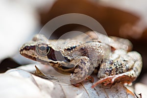 Moor frog in an early spring forest