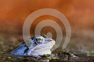 Moor frog in mating color