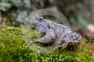 The moor frog - Rana arvalis